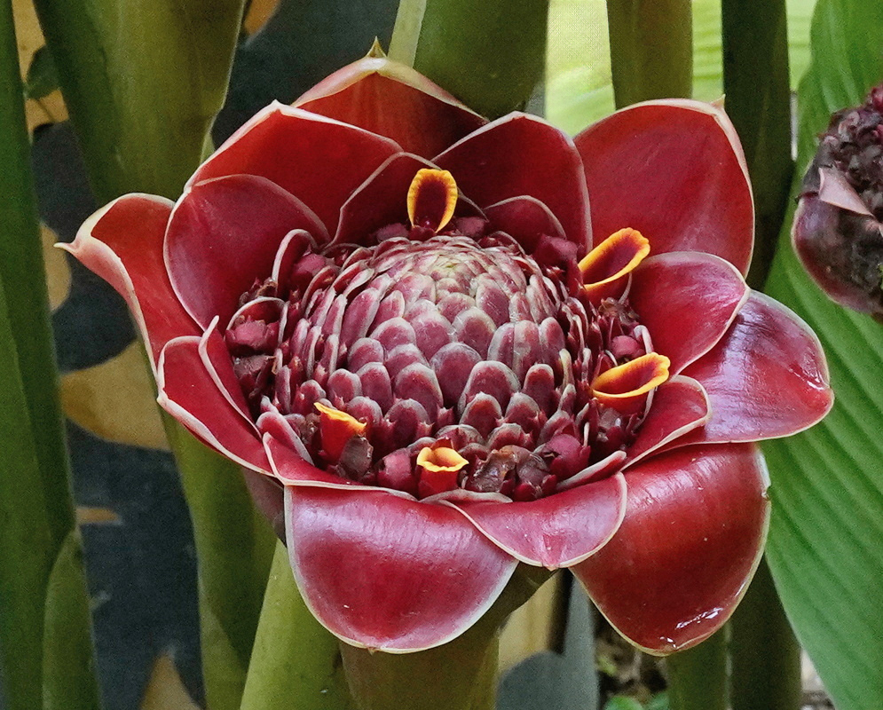 Etlingera elatior Dark Red Torch Inflorescence Etlingera elatior has a dark red torch shaped inflorescence with glossy spreading bracts