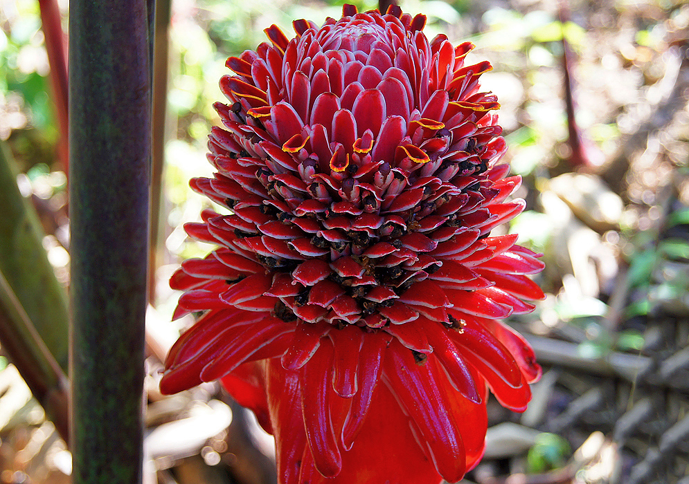 Cone-shaped Etlingera elatior inflorescence with tiny yellow flowers and petal-like red bracts in shade
