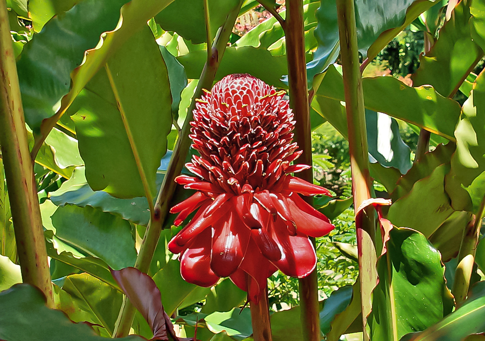 A Etlingera elatior flower stalk with red bracts and yellow flowers in sunlight