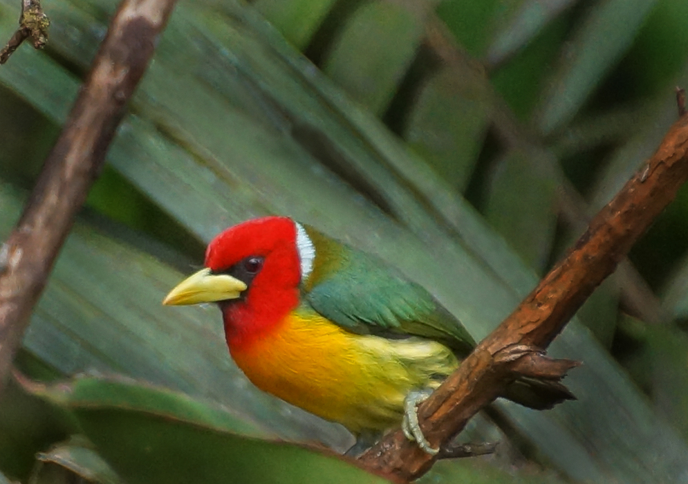 A Eubucco bourcierii with a red head, yellow neck, orange belly, black mask, yellow beak and a white crown