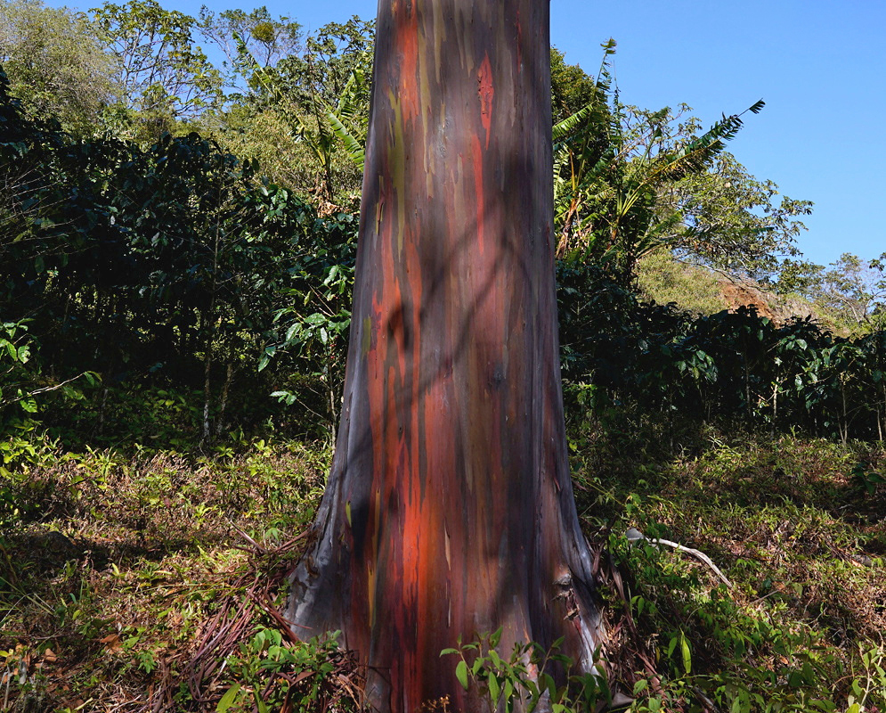 Eucalyptus deglupta has a broad trunk streaked with red orange purple and gray peeling bark above spreading roots