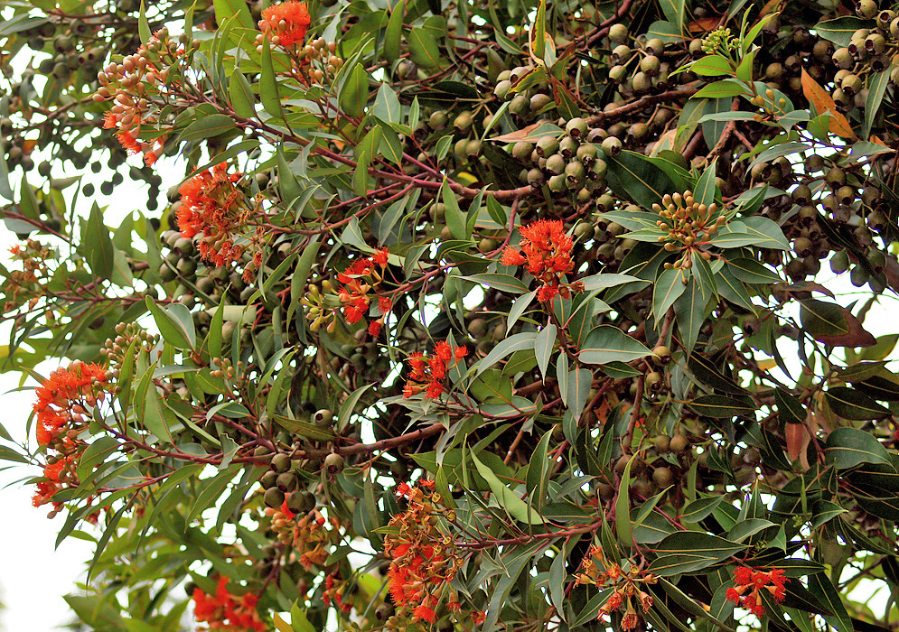 Corymbia ficifolia tree branches with orange flowers