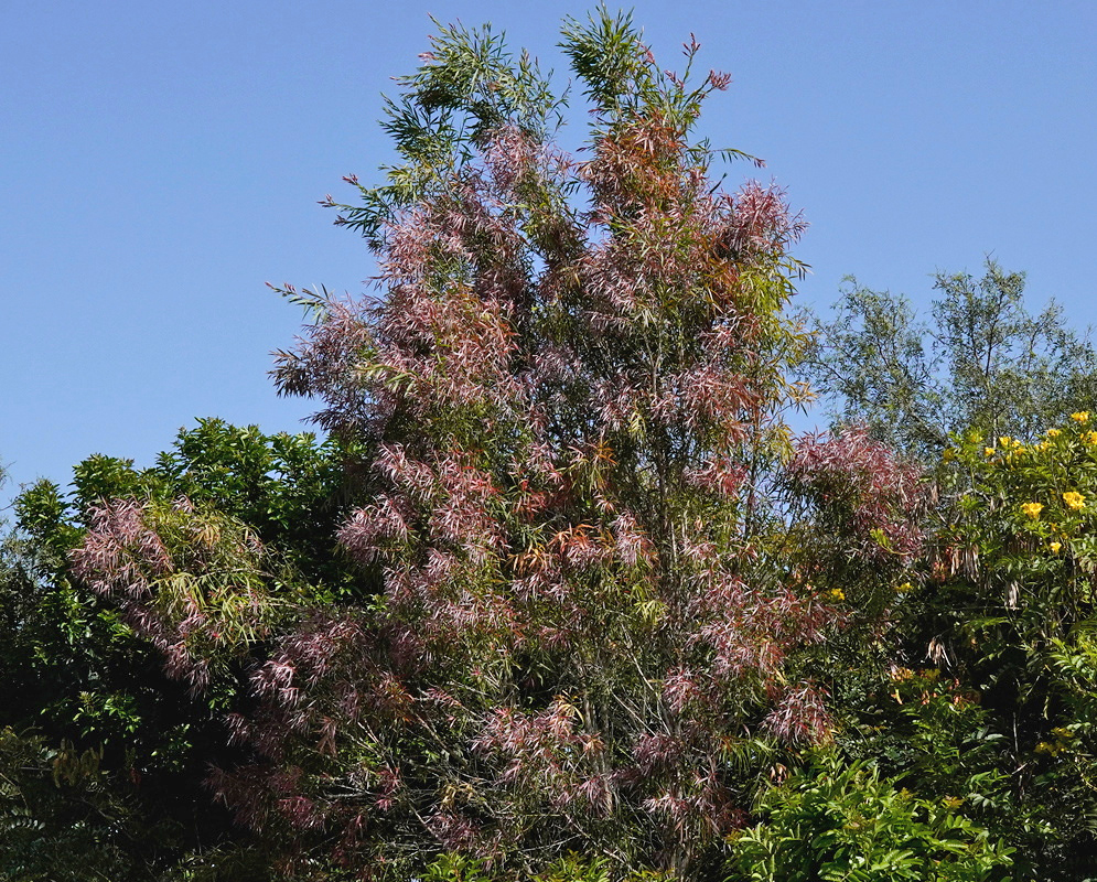 Eucalyptus globulus branches carry fine pinkish flower clusters against a blue sky