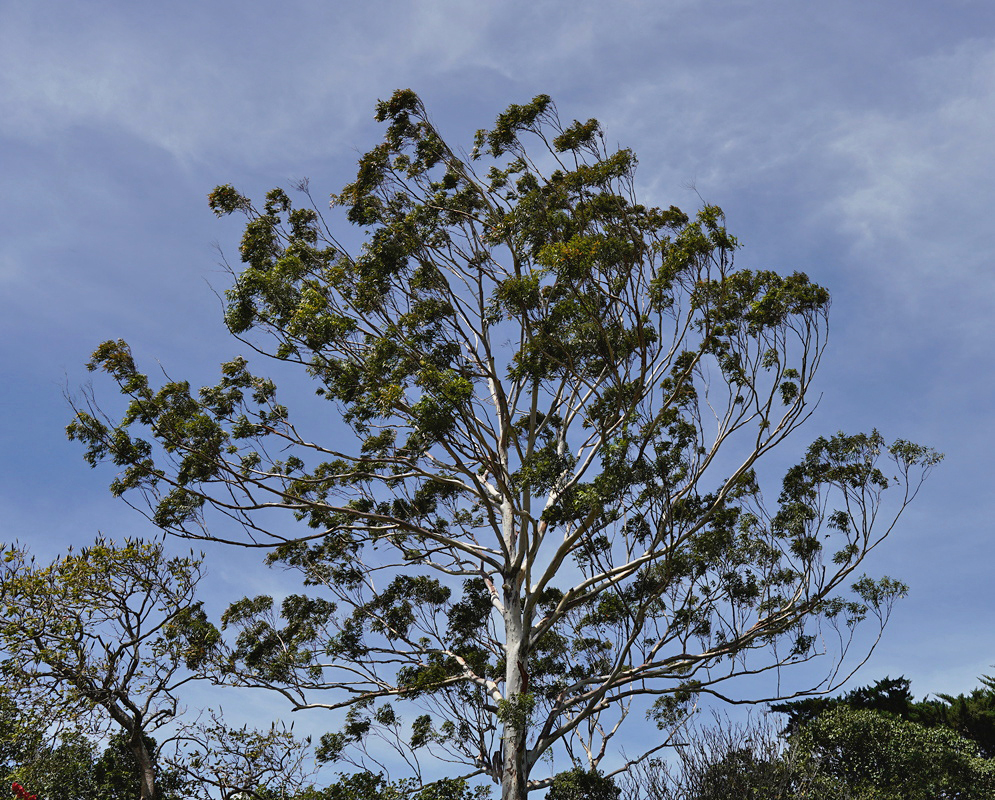 A tall Eucalyptus pilularis tree spreads thin leafy branches against a cloudy sky