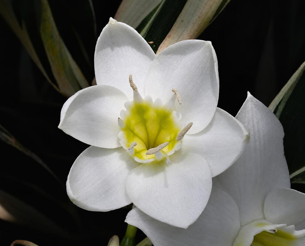 A white Eucharis grandiflora flower has broad overlapping petals around a green central cup