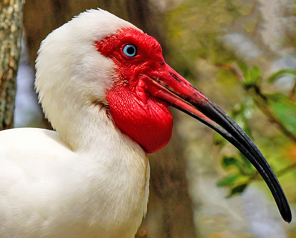 Eudocimus albus vivid red facial skin, and a long, curved black bill, with a piercing blue eye 