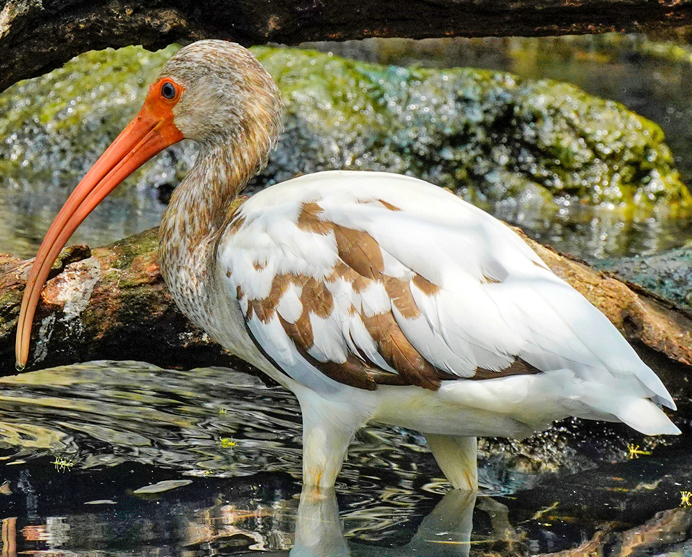 The orange beak and face of a Eudocimus albus with mottled brown and white plumage, and slender legs as it wades in shallow water