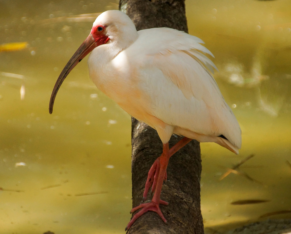 A White Eucocimus ruber with a pink-red cere on a tree above the water