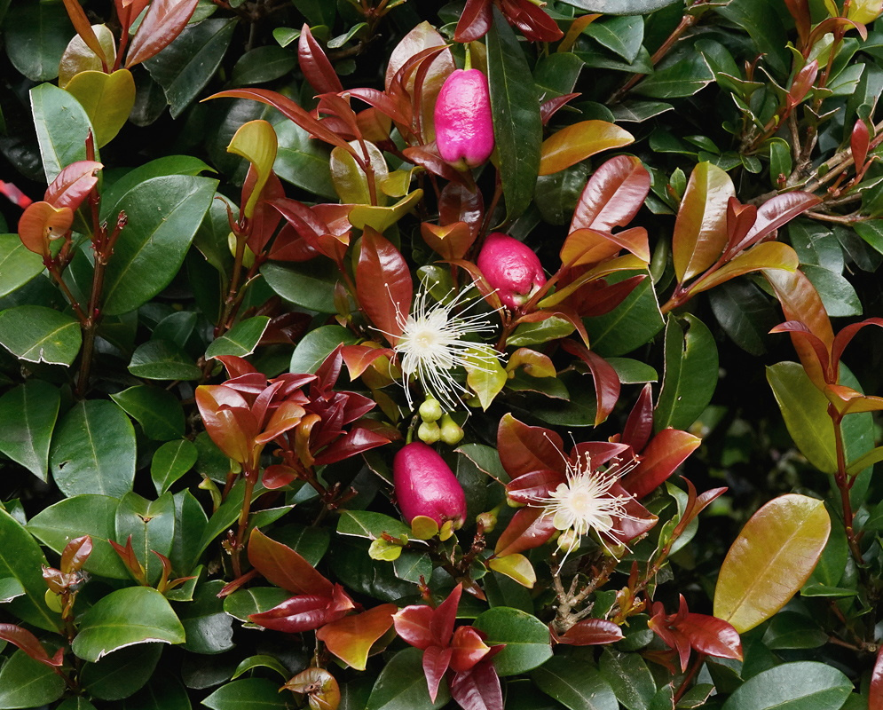 Pink Eugenia myrtifolia fruits and white flowers sit among glossy leaves and reddish new growth