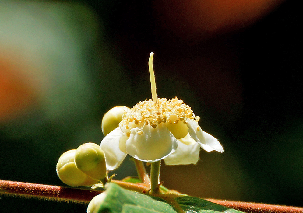 A white Eugenia stipitata flower with cream-color anthers