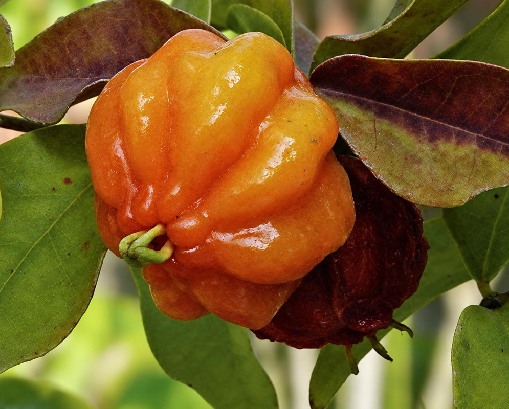 Eugenia uniflora has a glossy orange ribbed fruit with green calyx lobes resting among green and reddish leaves