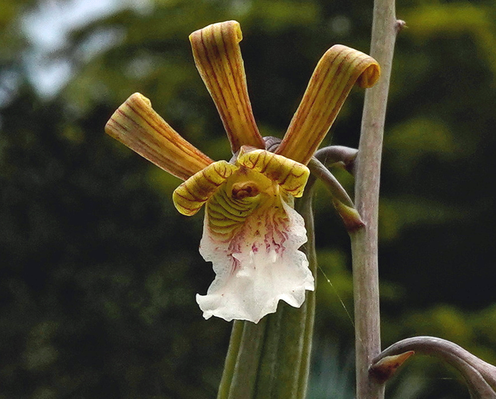 Eulophia petersii has upright striped green-brown petals and a white ruffled lip marked with reddish purple
