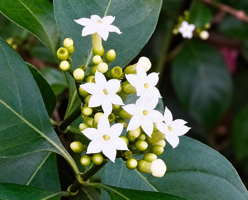 White five-lobed Eumachia microdon flowers open among rounded yellow-green buds and broad leaves