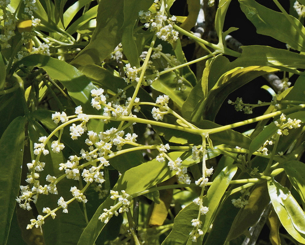 Tiny pale Euodia hortensis flowers form branching clusters beneath long pointed leaves
