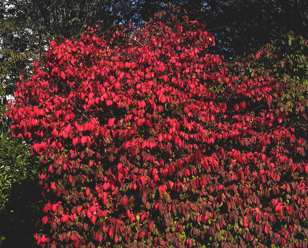 Euonymus alatus forms a rounded shrub covered with brilliant red autumn leaves beneath taller green trees