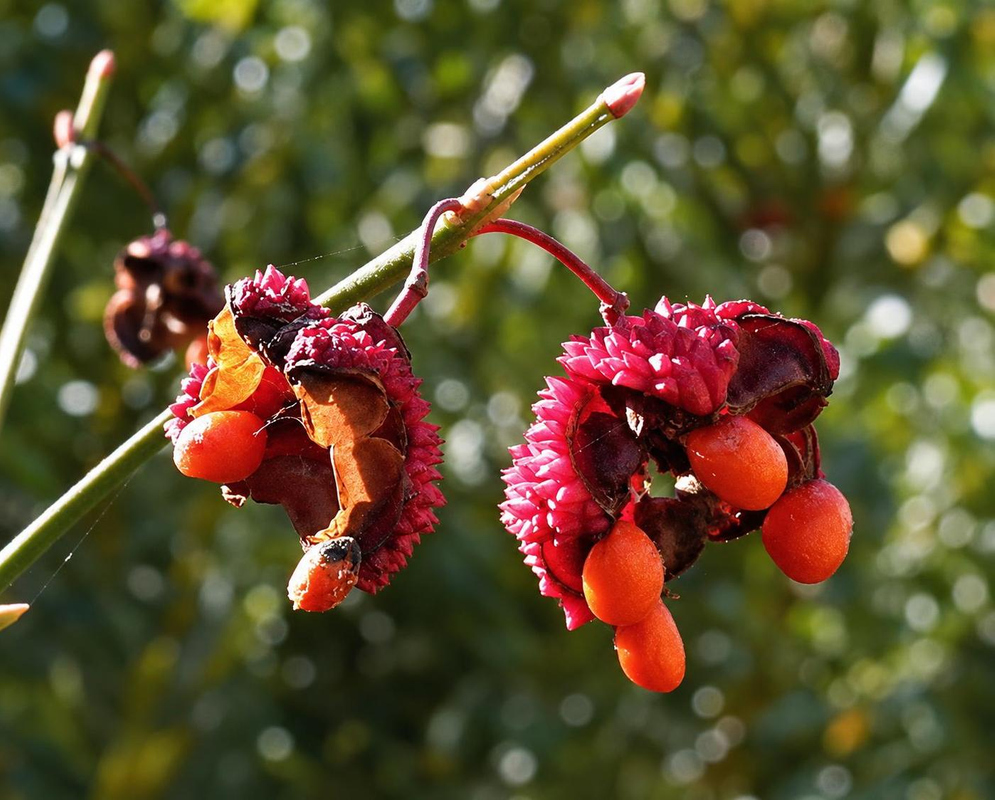 Euonymus americanus has opened bumpy red capsules exposing glossy orange seeds on thin green stalks