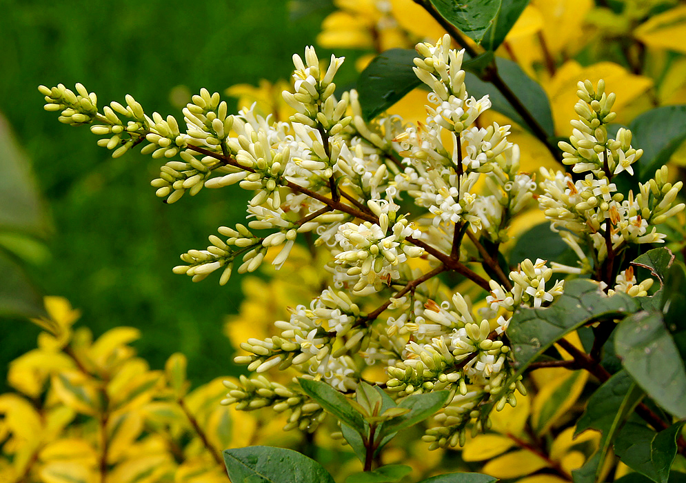 Euonymus japonicus inflorescence with small white flowers