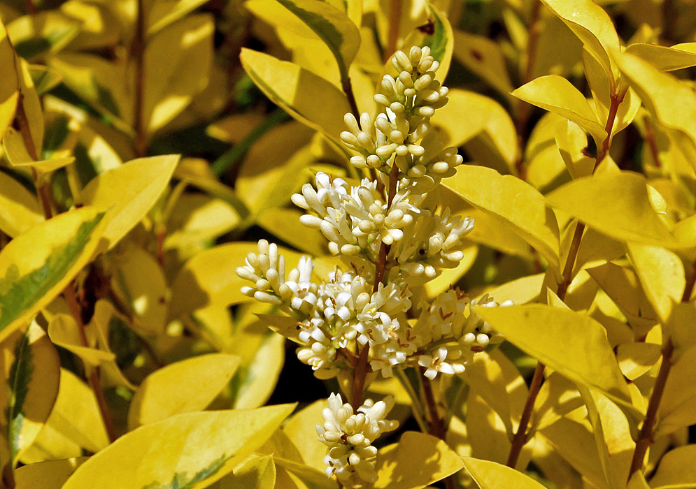 Euonymus japonicus inflorescence with white flowers in sunshine surrounded by yellow leaves
