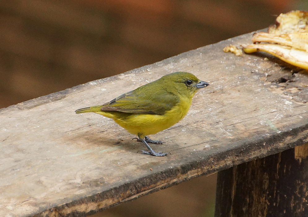 A female Euphonia laniirostris with a green back and a yellow underside