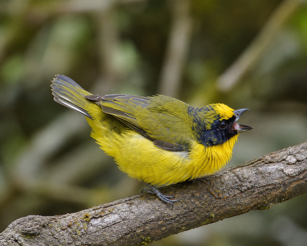 A Euphonia laniirostris perched with its beak open and its facial markings clearly visible
