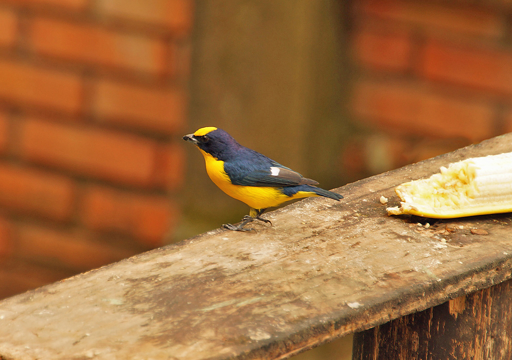 A black with blue male Euphonia laniirostris with a yellow underside and crown eating a banana
