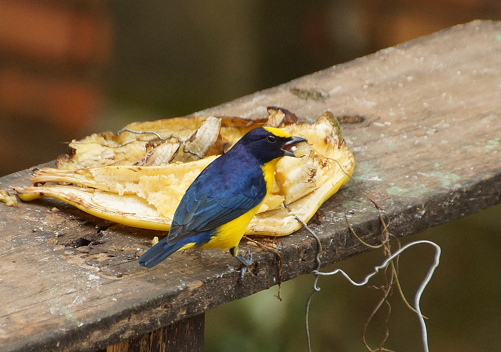 A metallic-black male Euphonia laniirostris with a yellow underside and crown