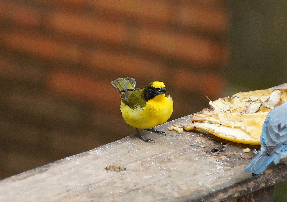 A Euphonia laniirostris with a yellow breast, belly and crown, a black mask and a green back