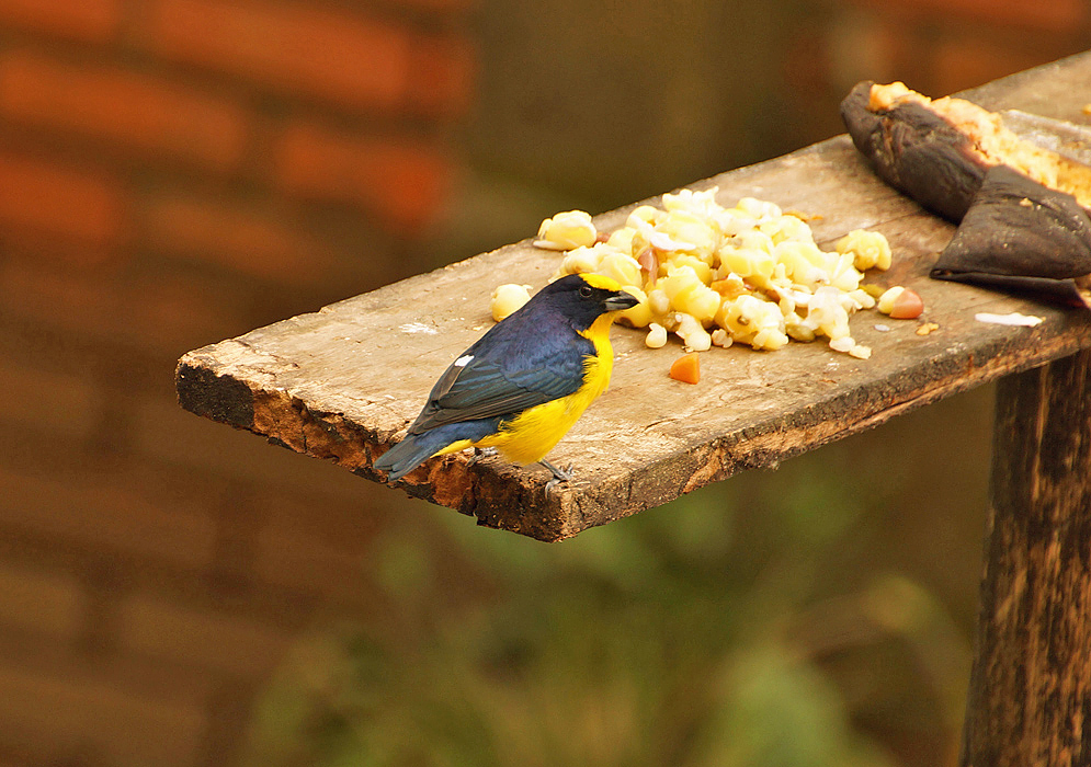 Acid-yellow-with-gray-tones-and-metallic-black Euphonia laniirostris (Thick-billed Euphonia) standing on a wooden table with food