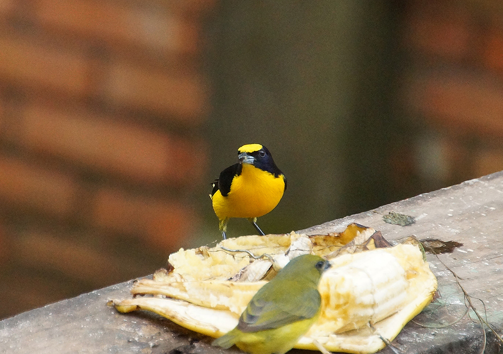 A male and female Euphonia laniirostris on a bird feeder with bananas