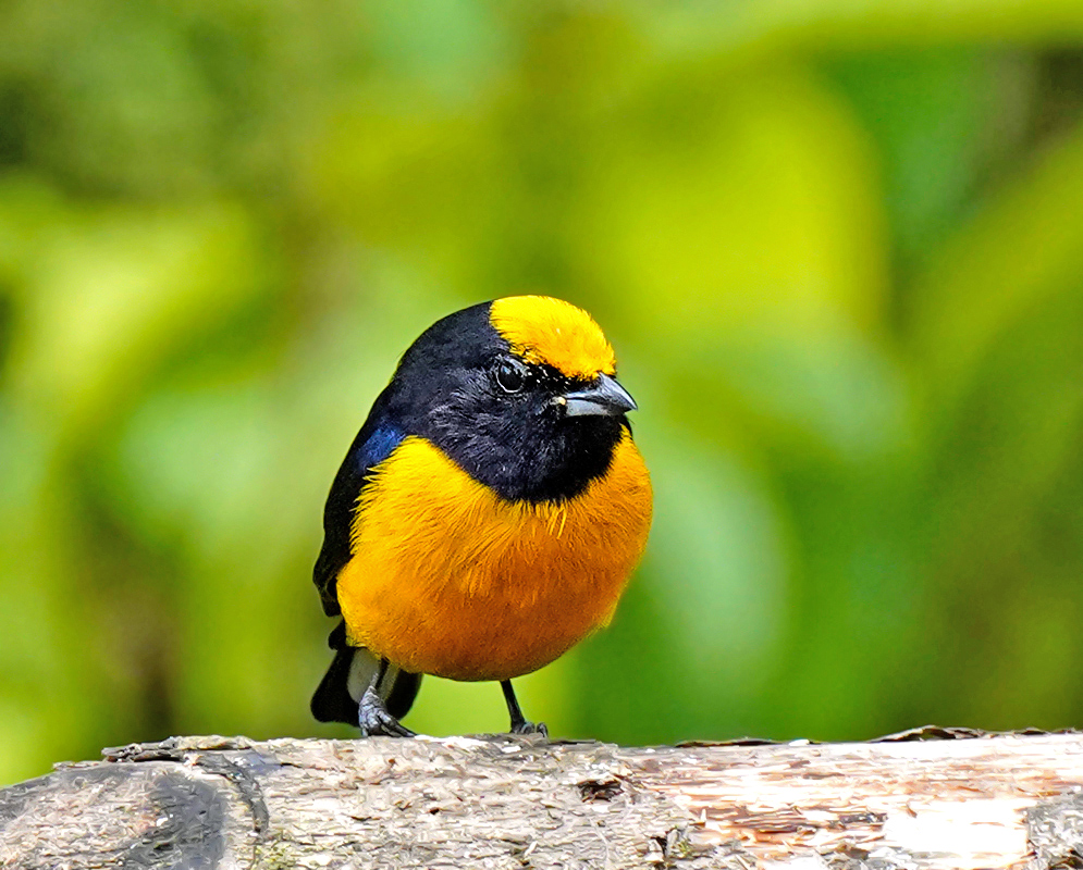 Euphonia xanthogaster t with deep blue-black upper body, bright yellow-orange underparts, and a bold yellow cap on its head, slightly hooked bill 