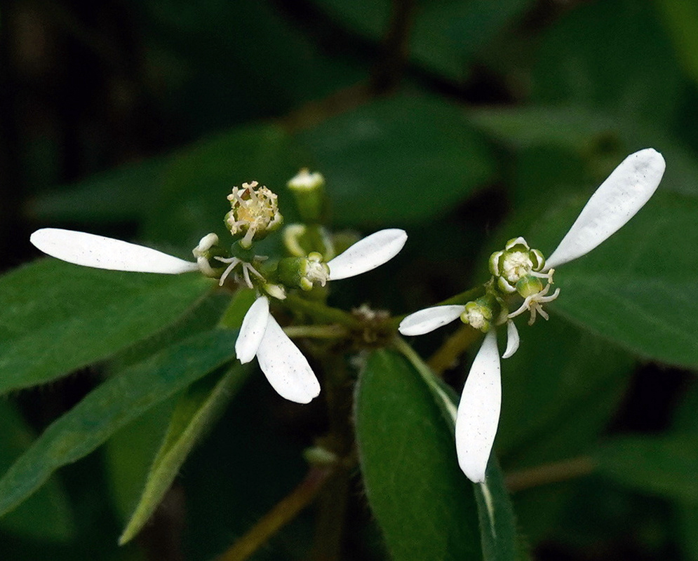 White petal-like appendages surround small green Euphorbia ariensis flower structures above pointed leaves