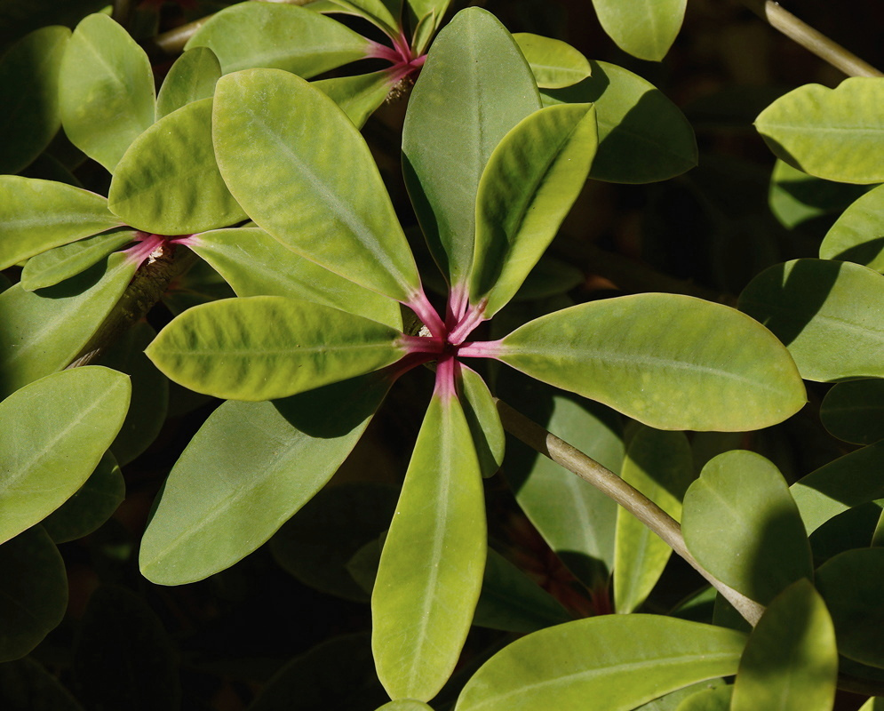 Euphorbia bongolavensis has clusters of green lance-shaped leaves radiating from reddish bases along slender branches