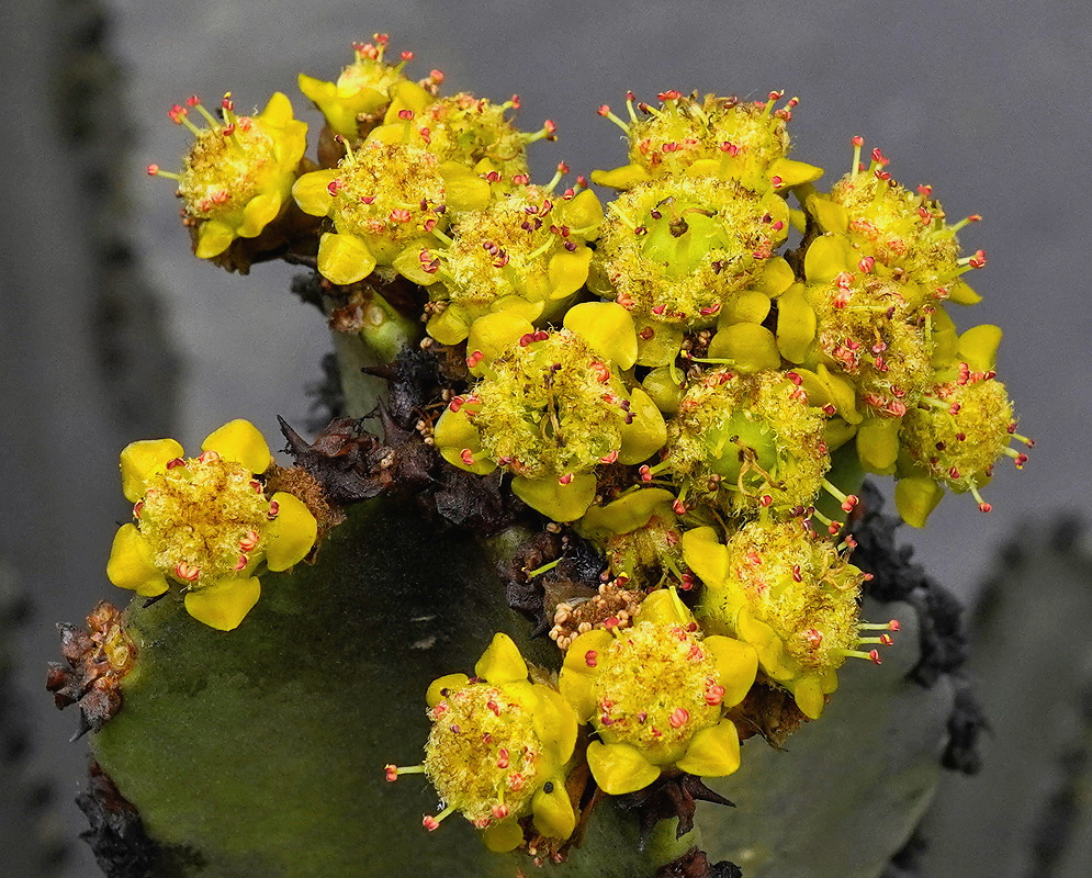 Yellow Euphorbia candelabrum flower clusters crowd the tip of a thick grey-green stem