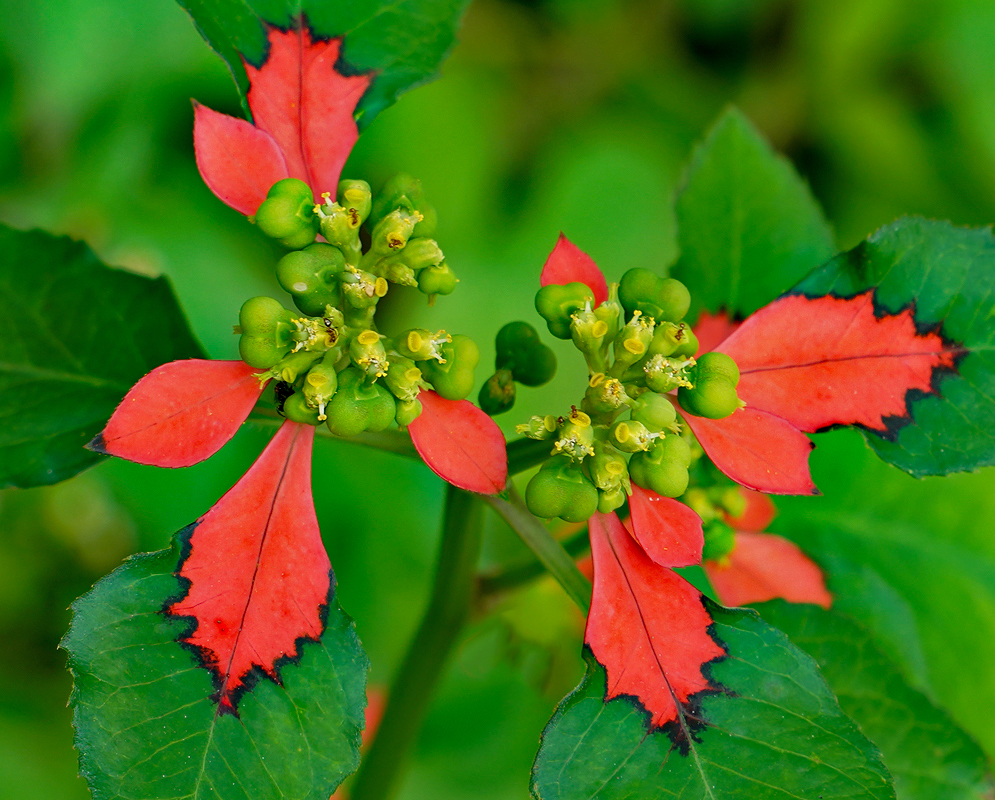 uphorbia cyathophora leaves with red markings surrounding a small flower cluster