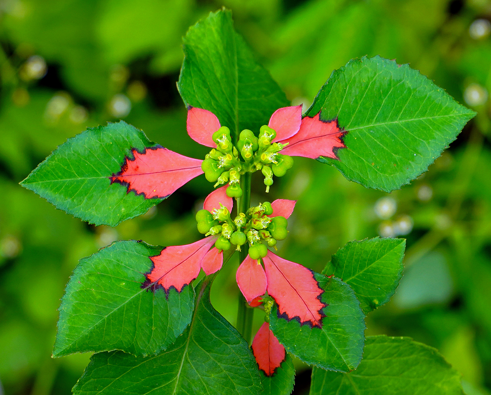 uphorbia cyathophora leaves with red markings surrounding a small flower cluster