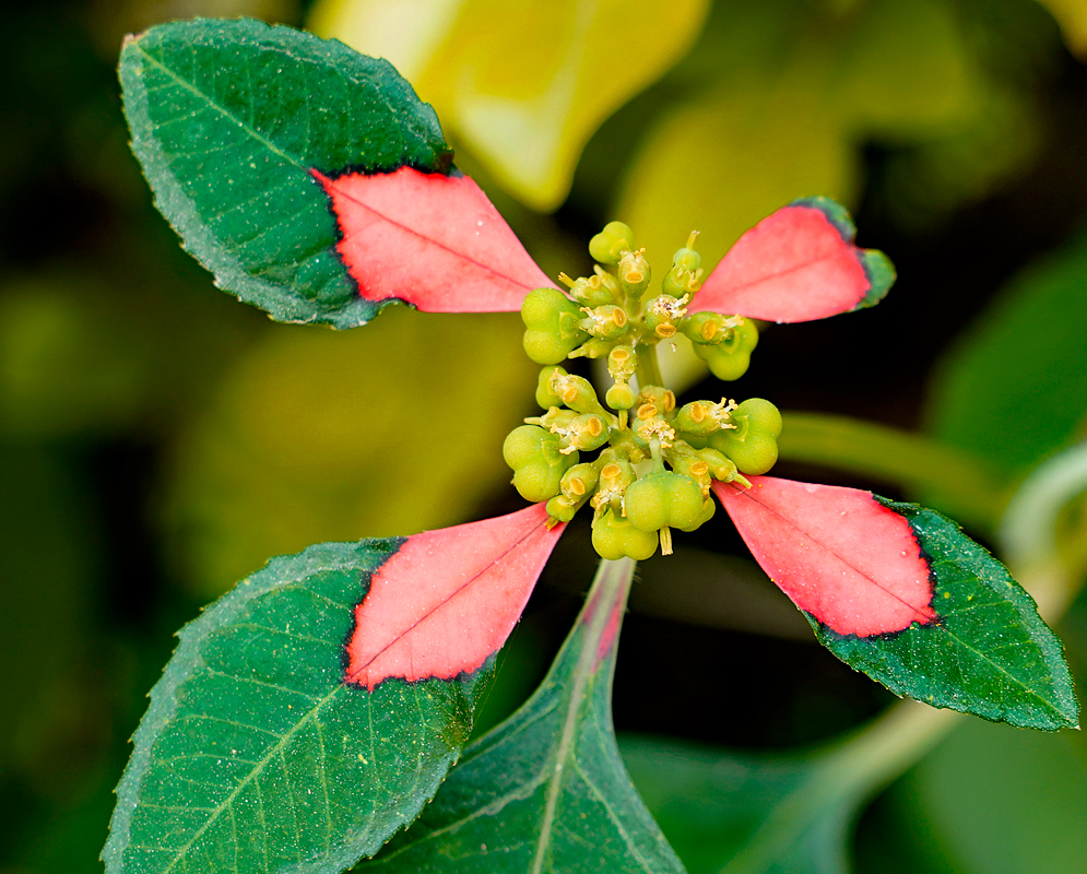 uphorbia cyathophora leaves with pink markings surrounding a small flower cluster