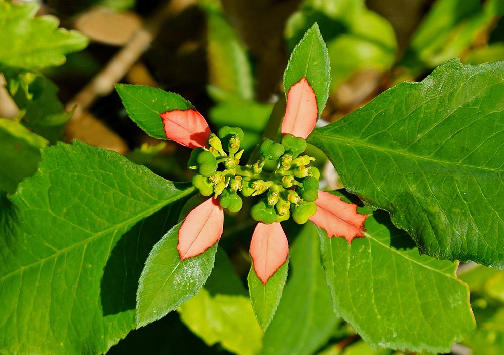 Five small Euphorbia cyathophora leaves with pink markings surrounding a small flower cluster
