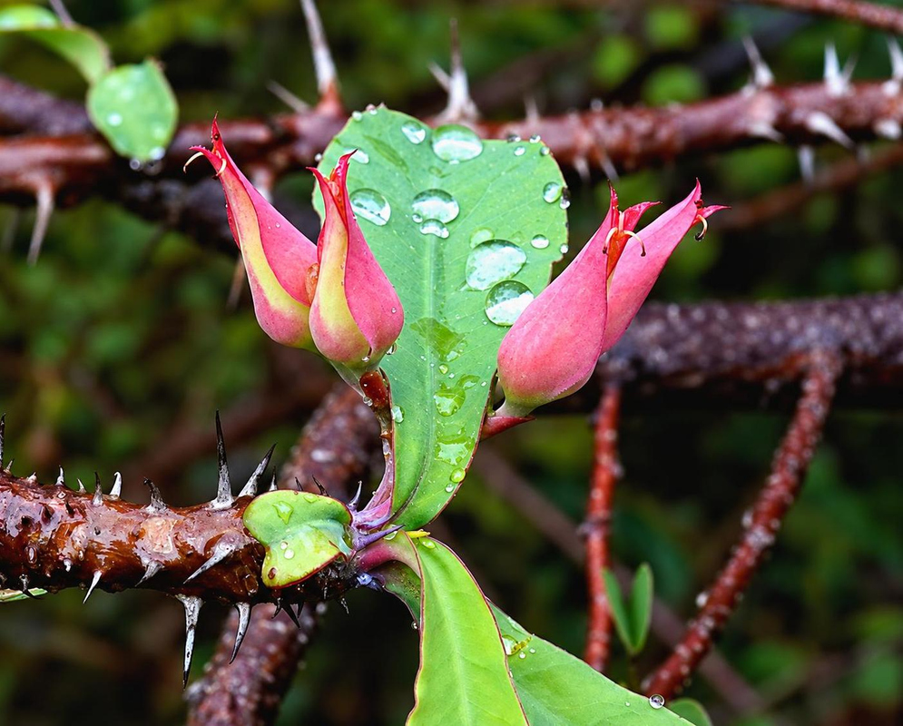 Pointed pink-red Euphorbia erythrocucullata bracts rise beside a rain-speckled leaf and thorny woody stems