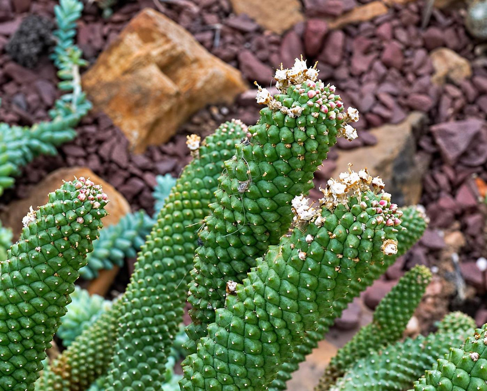 Euphorbia esculenta has several upright bumpy green cylindrical branches with small pale flower clusters at their rounded tips