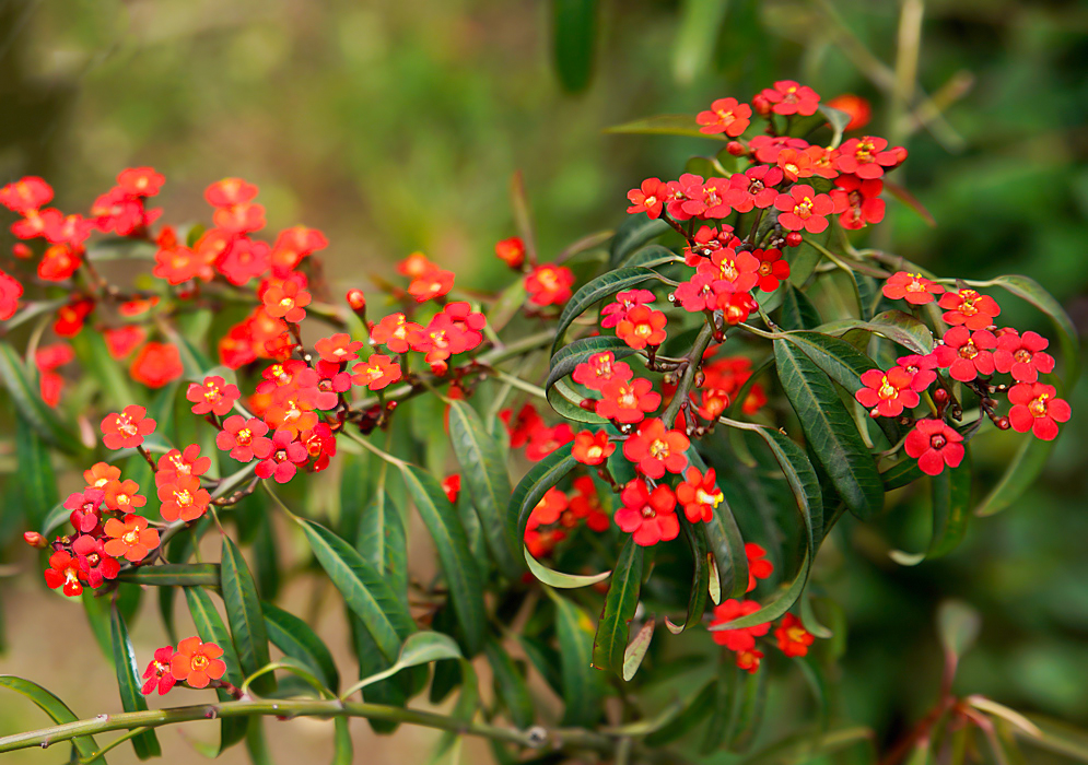 Clusters of dark orange-red Euphorbia fulgens flowers