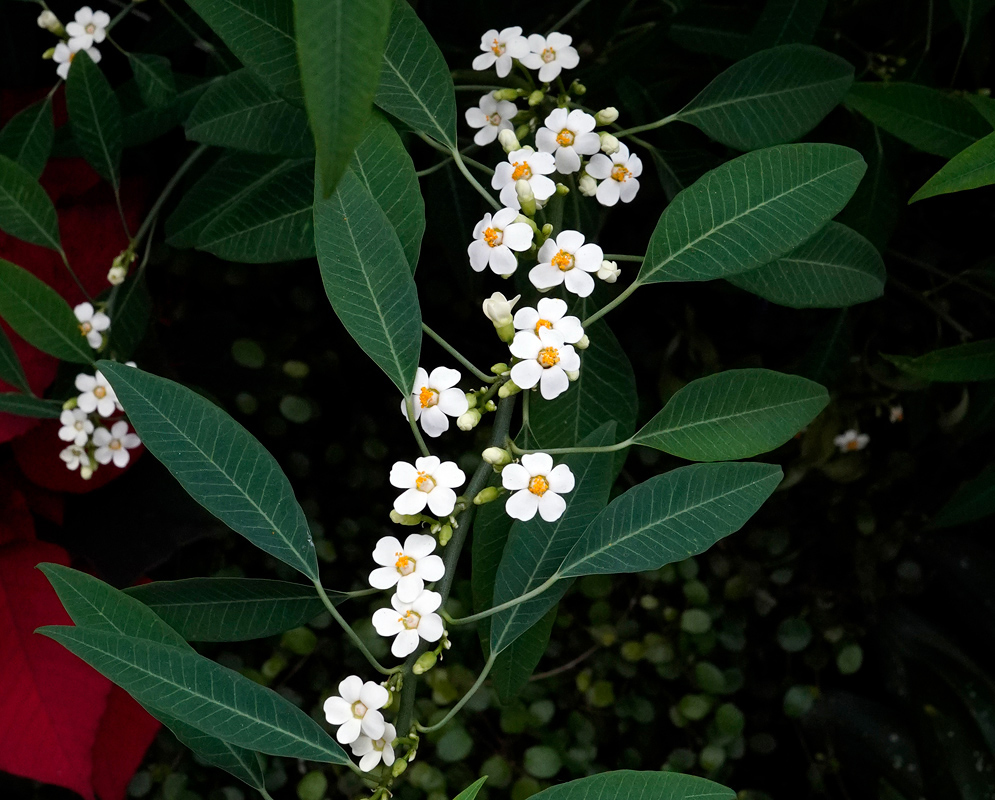 A full view of a Euphorbia fulgens stem lined with clusters of white blossoms and narrow lance-shaped leaves, with a backdrop of dark foliage