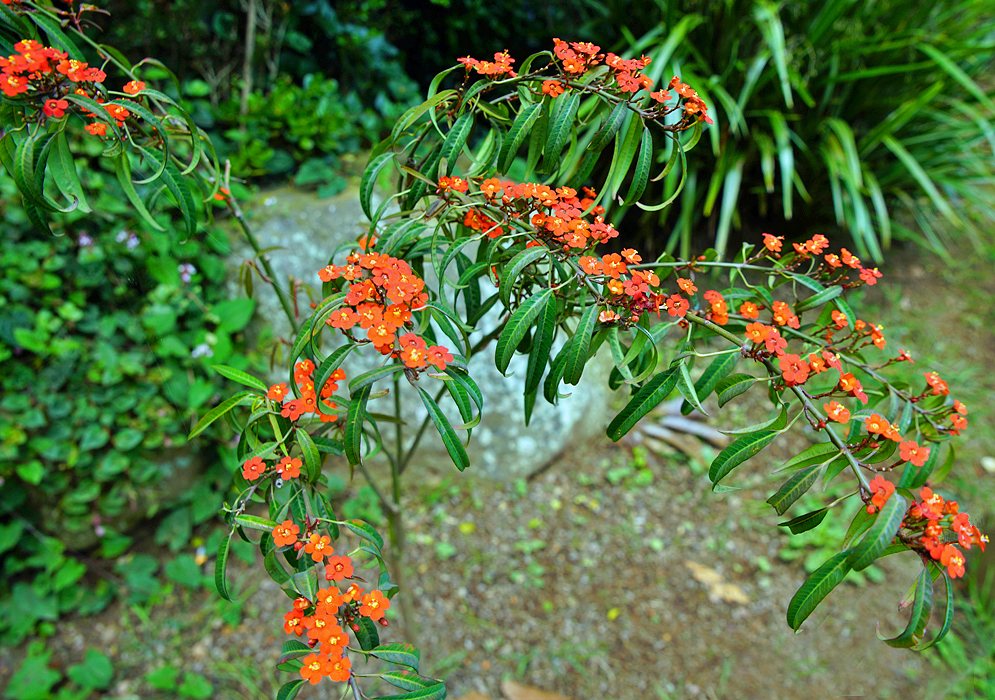 Branches with orange Euphorbia fulgens flowers