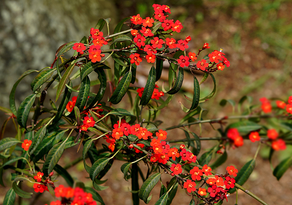 Clusters of orange-red Euphorbia fulgens flowers