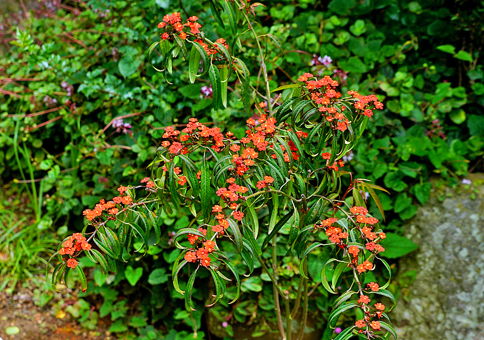 Euphorbia fulgens with scarlet blooms