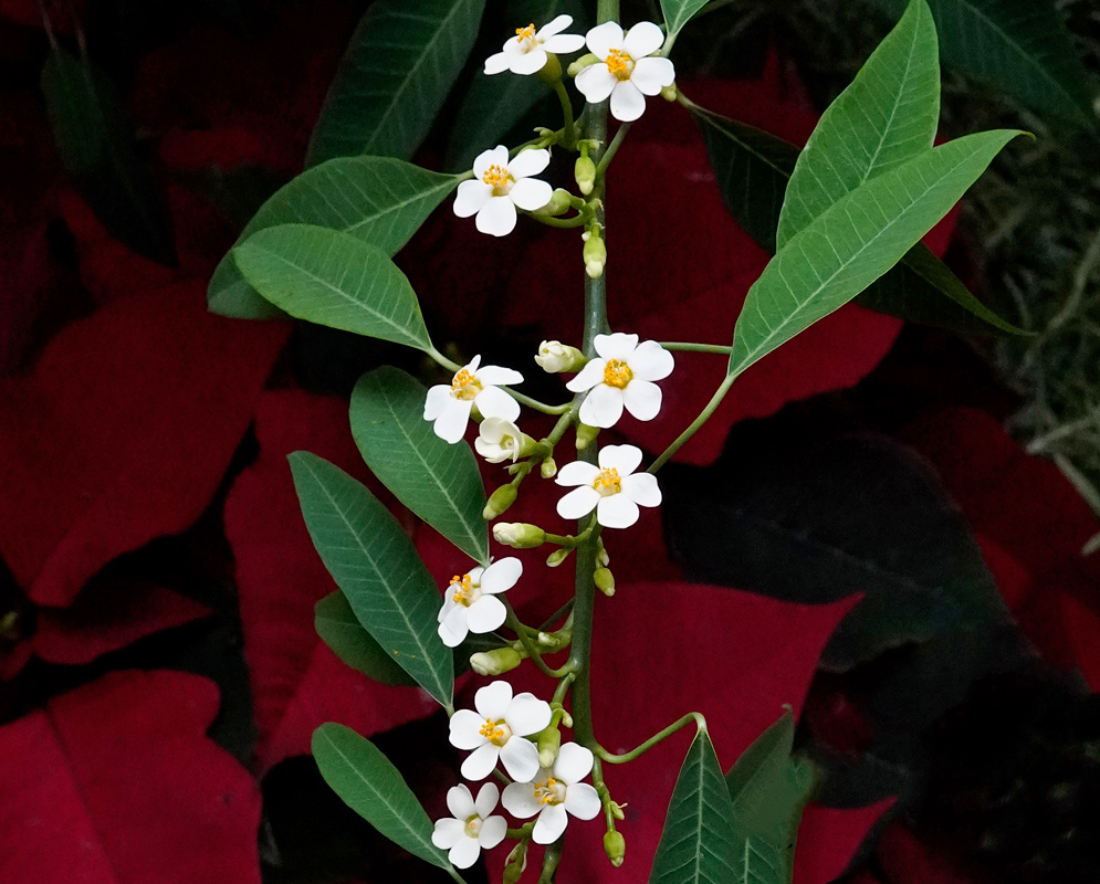 Euphorbia fulgens White Flowering Heads White Euphorbia fulgens flowering heads and buds beside lance-shaped leaves