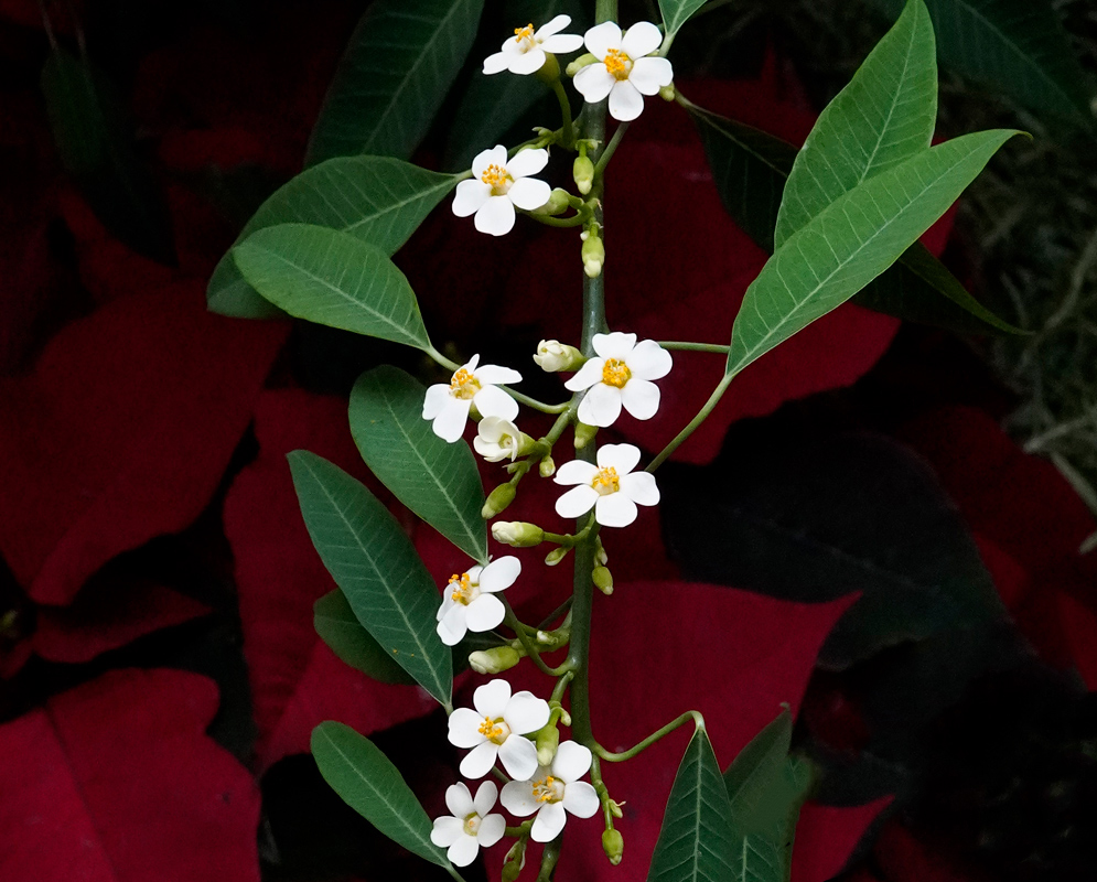 A slender branch of Euphorbia fulgens adorned with small white five-petaled flowers arranged against a deep red background