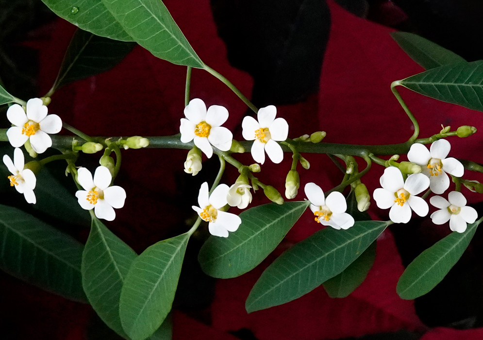 A slender branch of Euphorbia fulgens adorned with small white five-petaled flowers and dark green elongated leaves, arranged against a deep red background