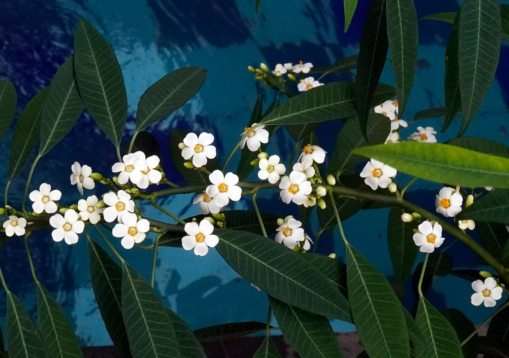 Elegant white blooms of Euphorbia fulgens trailing diagonally with green pointed leaves and a blurred blue background