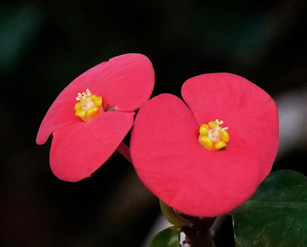 Euphorbia geroldii has two bright red pairs of rounded bracts surrounding tiny yellow central flowers against dark foliage