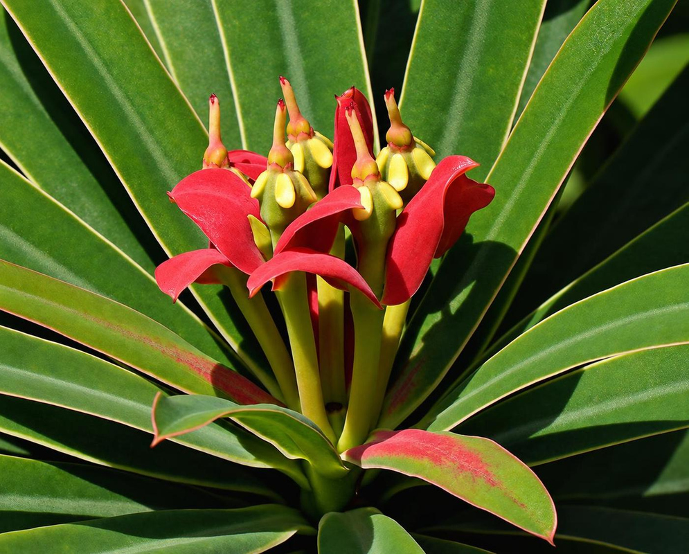 Euphorbia gymnonota has narrow red bracts and elongated pale yellow glands clustered above a whorl of long green leaves